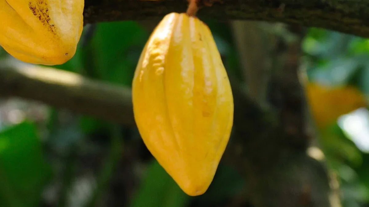 What Is a Cocoa Tree? Meet the Raw Material of Chocolate!